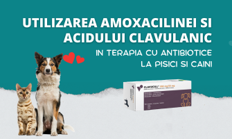 Utilizarea amoxicilinei si acidului clavulanic in terapia cu antibiotice la pisici si caini: o abordare in medicina veterinara